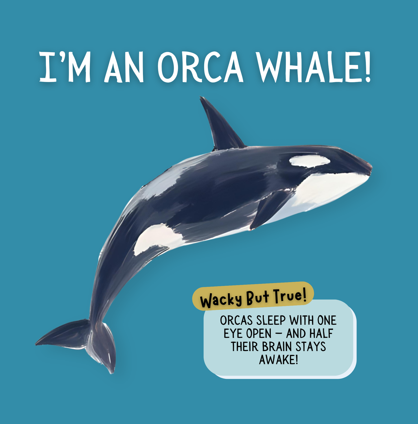 Search & Find - Ocean Animals